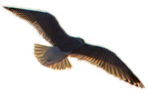 vogel2-kl