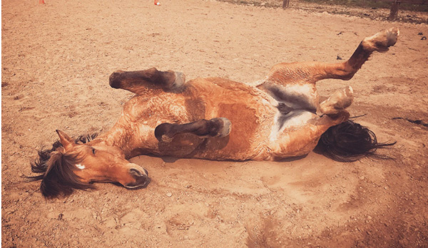 paard